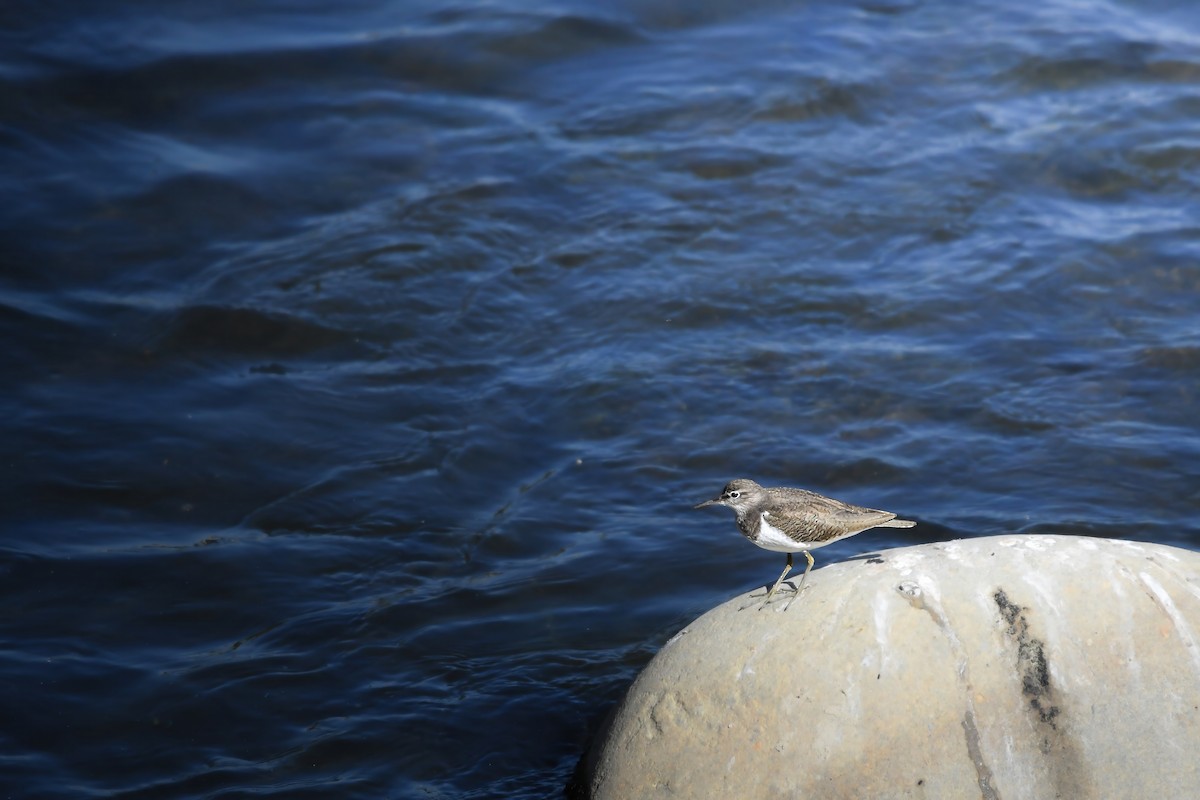 Kuliska txikia - ML646727502