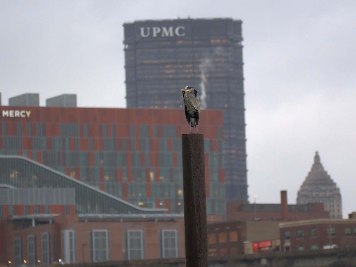 Great Blue Heron - ML646727503