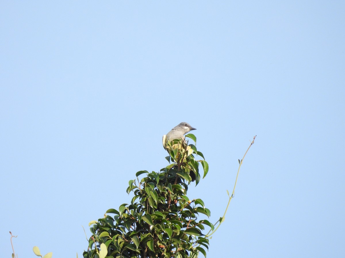Cassin's Kingbird - ML646727504