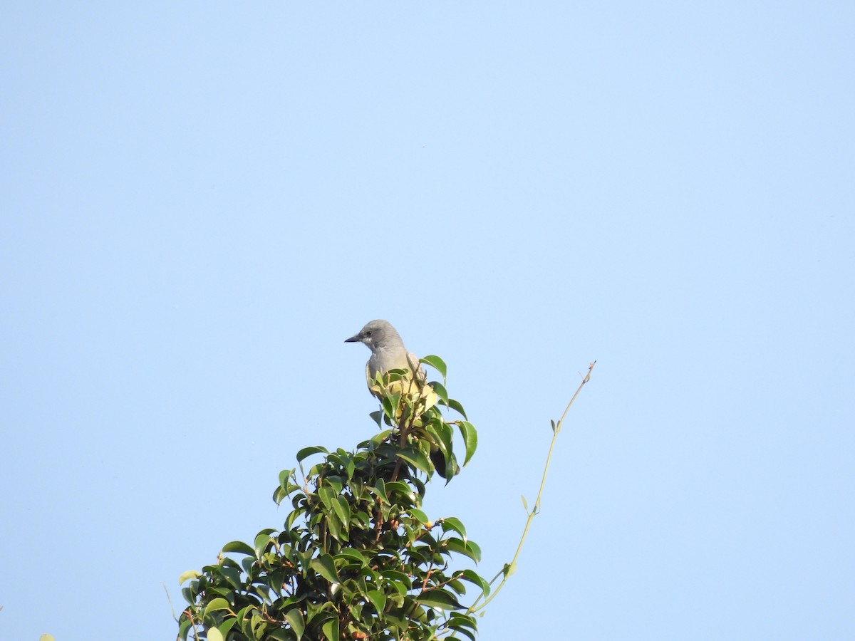 Cassin's Kingbird - ML646727505