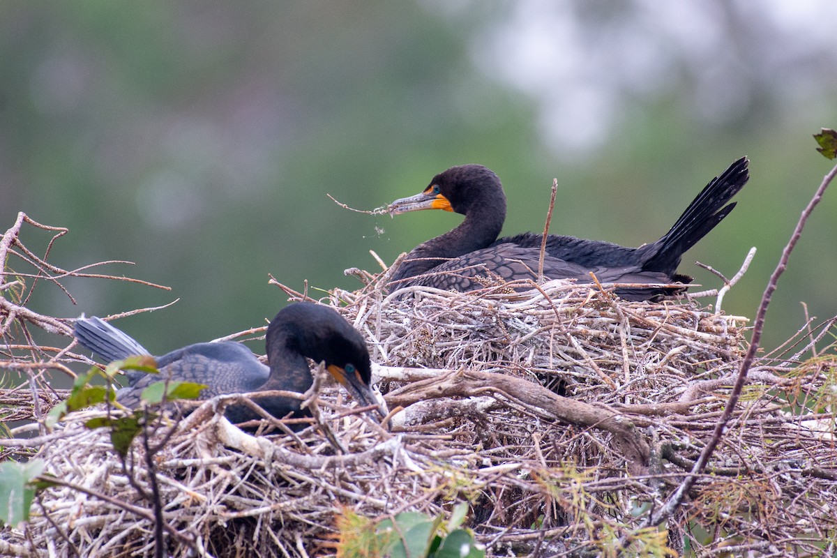 Double-crested Cormorant - ML646727506