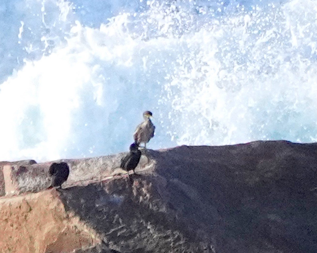 European Shag - ML646727507