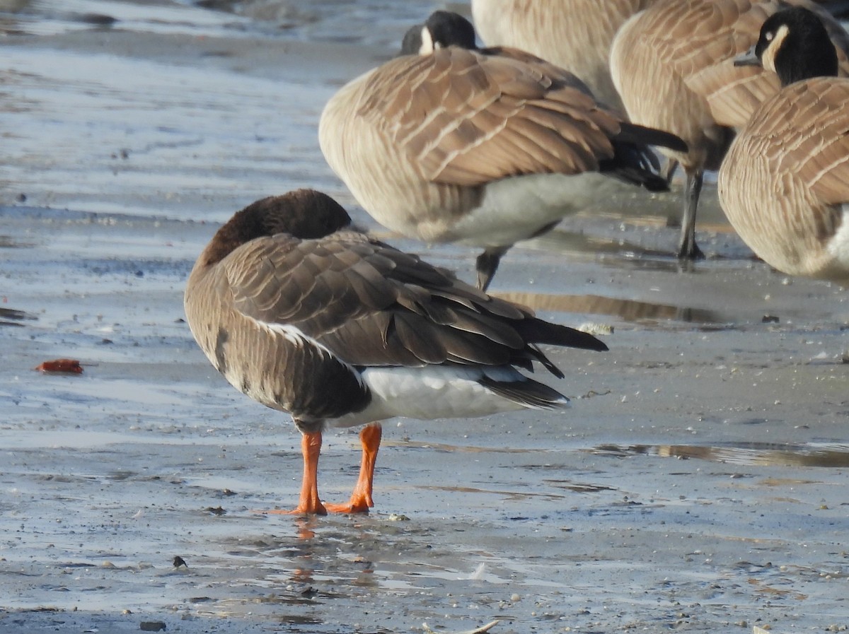 白額雁 - ML646727508