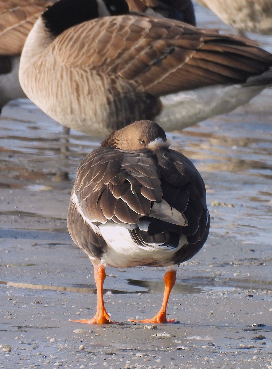 白額雁 - ML646727509