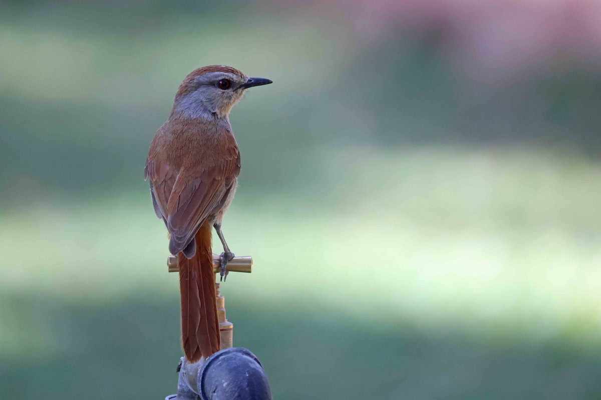 Rufous-tailed Palm-Thrush - ML646727510