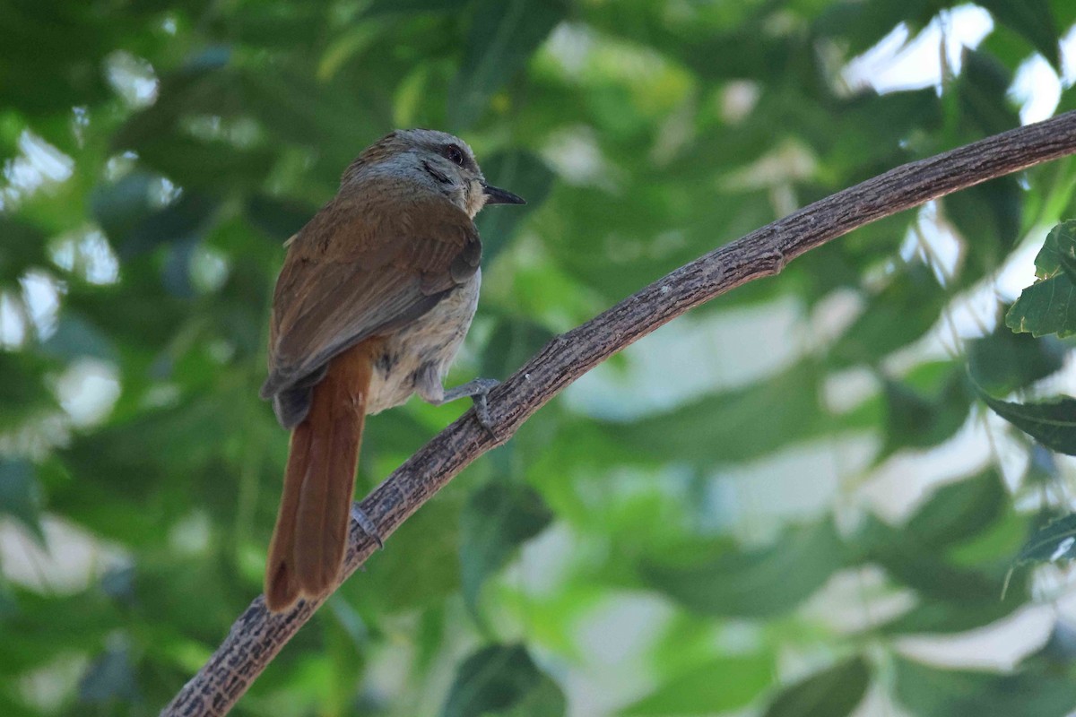 Rufous-tailed Palm-Thrush - ML646727511