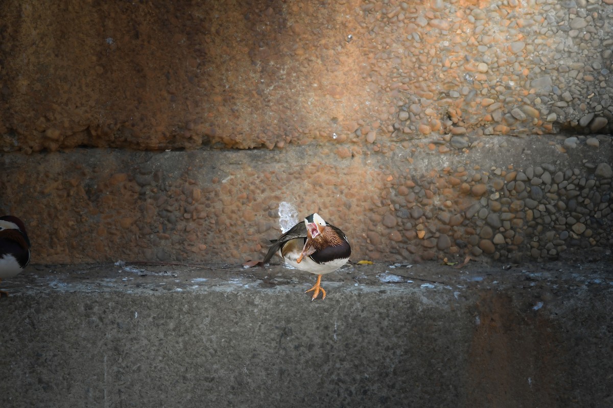 Mandarin Duck - ML646727512