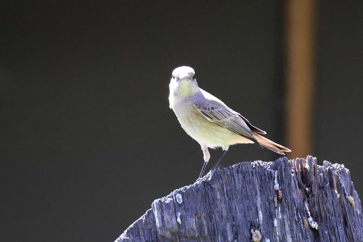 Familiar Chat - ML646727514