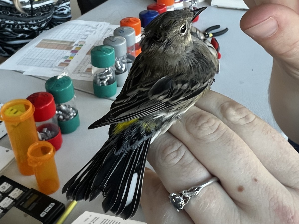 Yellow-rumped Warbler (Audubon's) - ML646727515