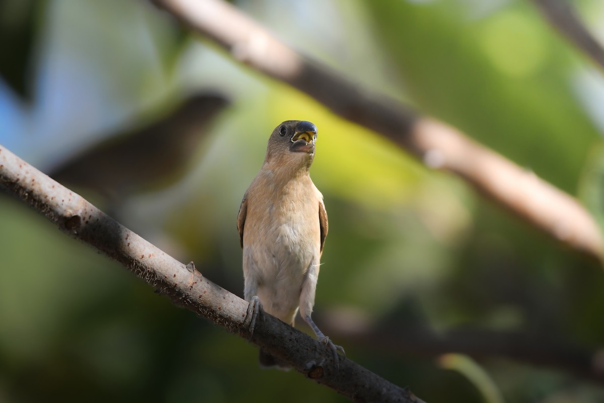 Scaly-breasted Munia - ML646727516
