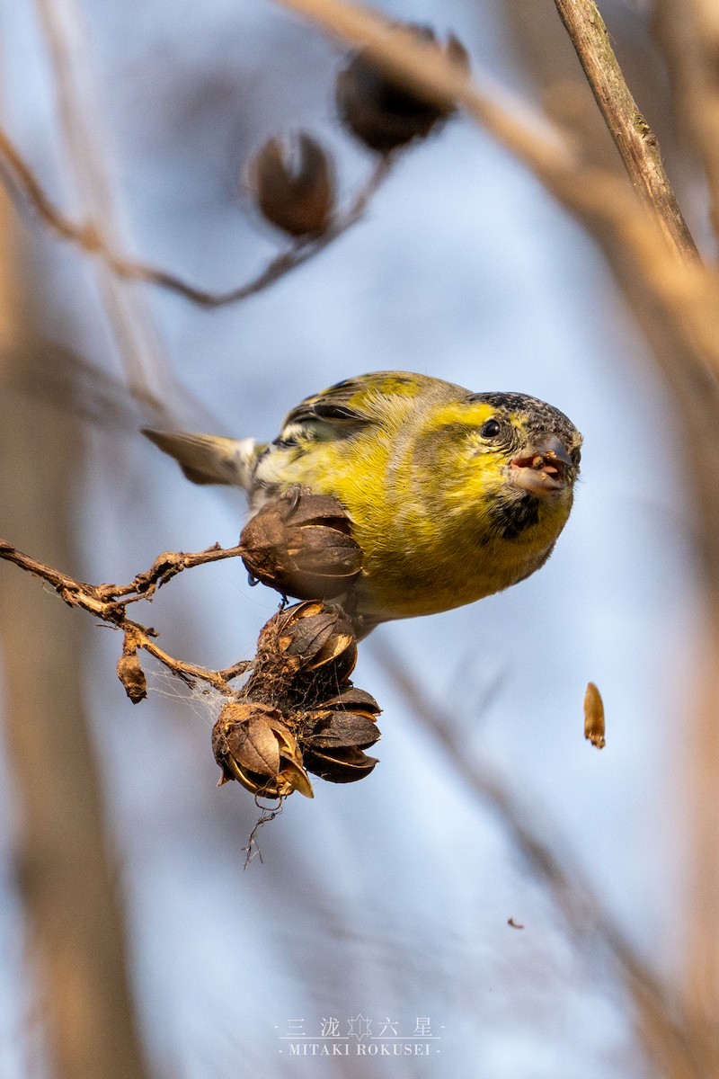 grønnsisik - ML646727519