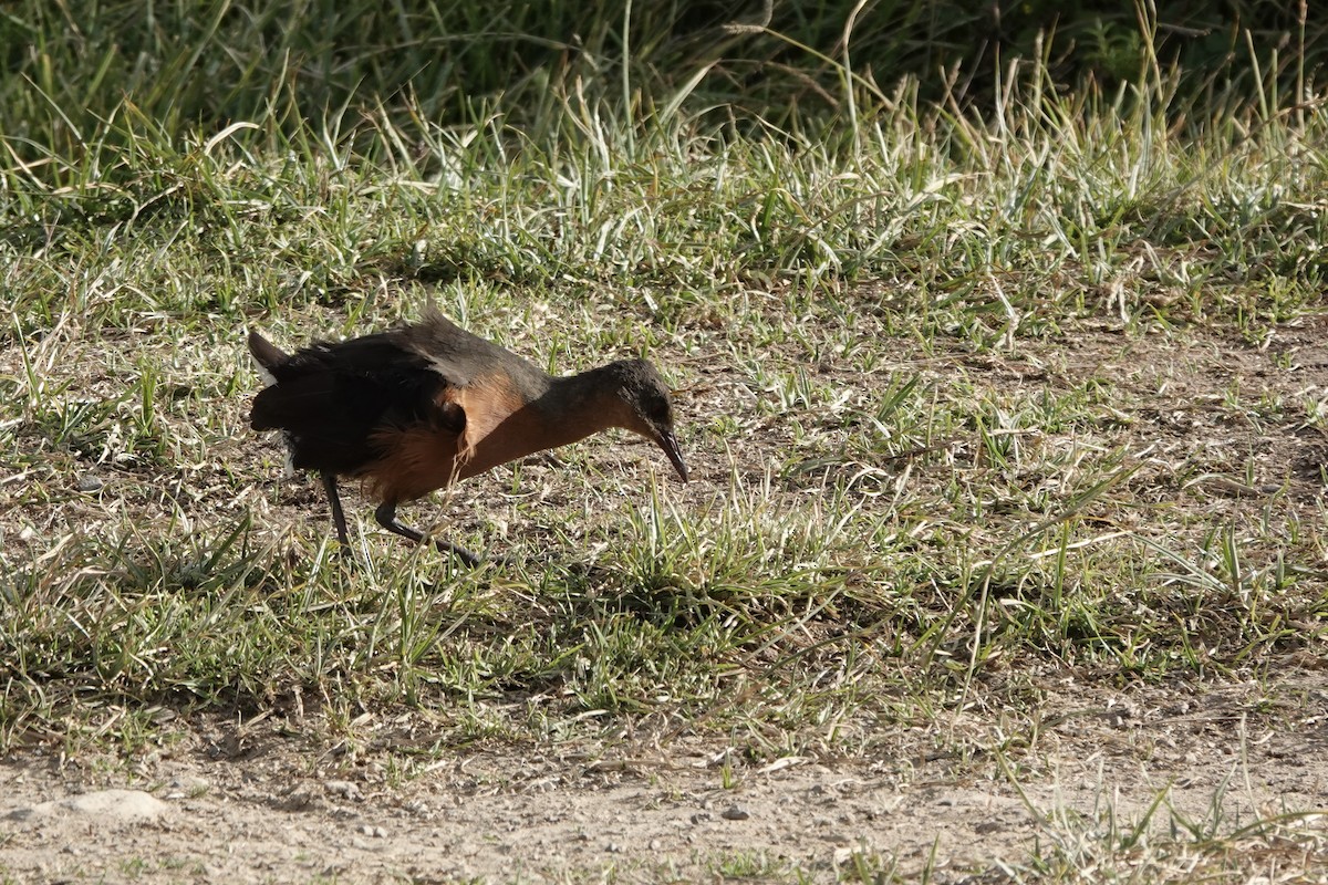 Rouget's Rail - ML646727520