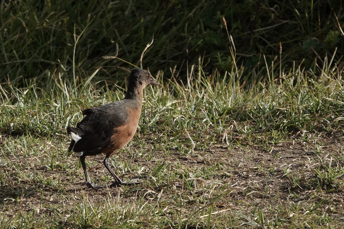 Rouget's Rail - ML646727522