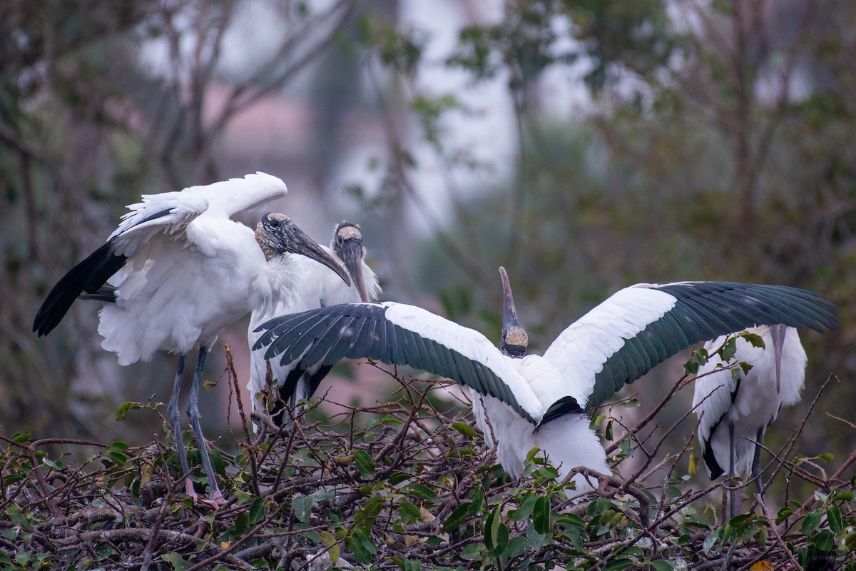 Wood Stork - ML646727524