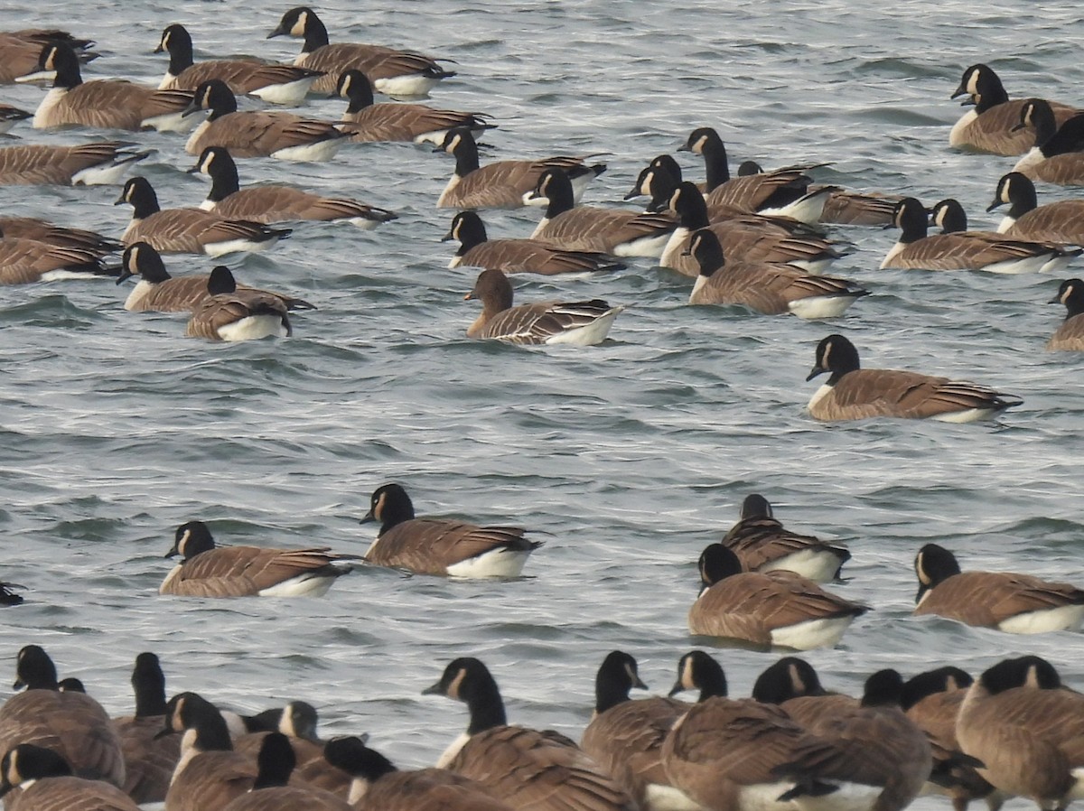 凍原豆雁 - ML646727525