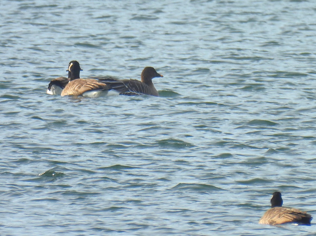 凍原豆雁 - ML646727526