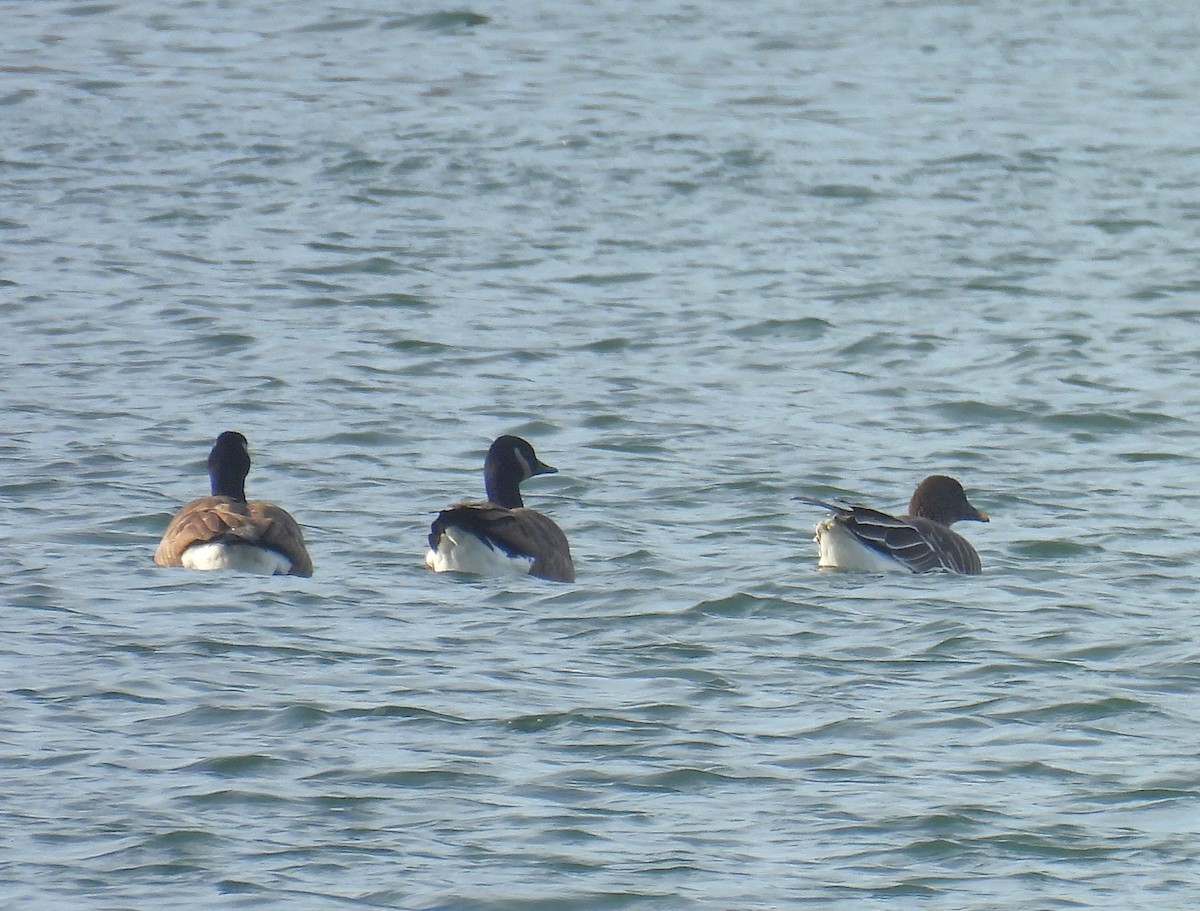 凍原豆雁 - ML646727527