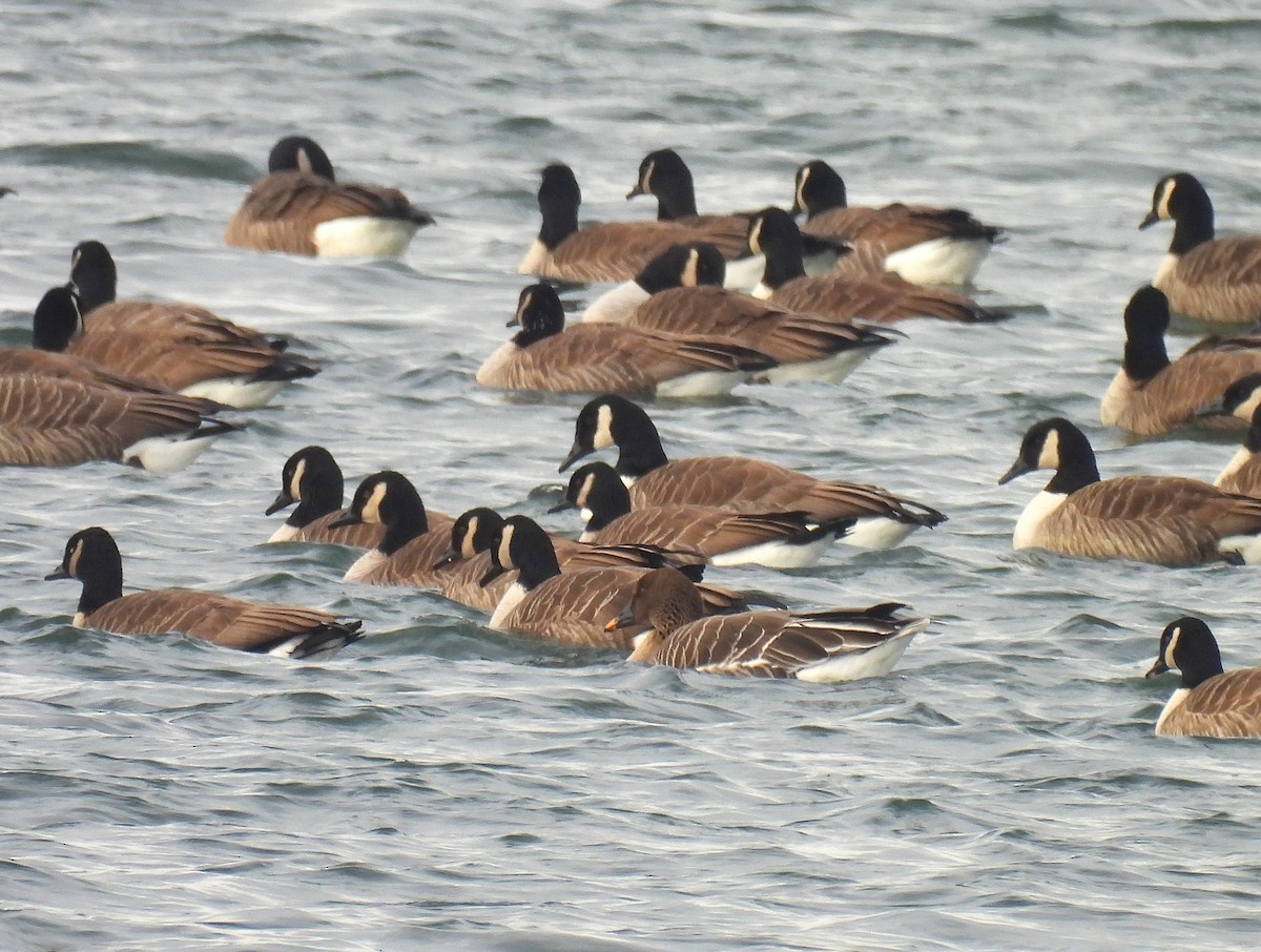 凍原豆雁 - ML646727528