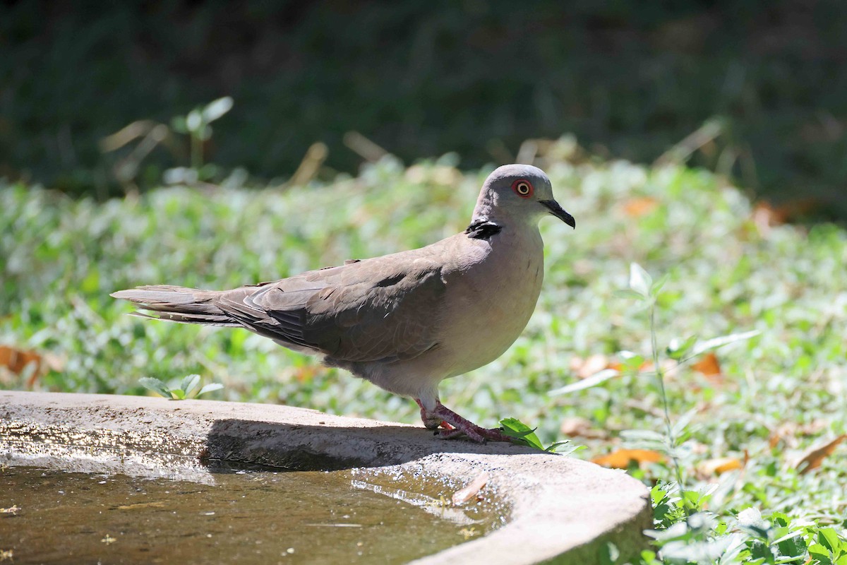 Mourning Collared-Dove - ML646727529