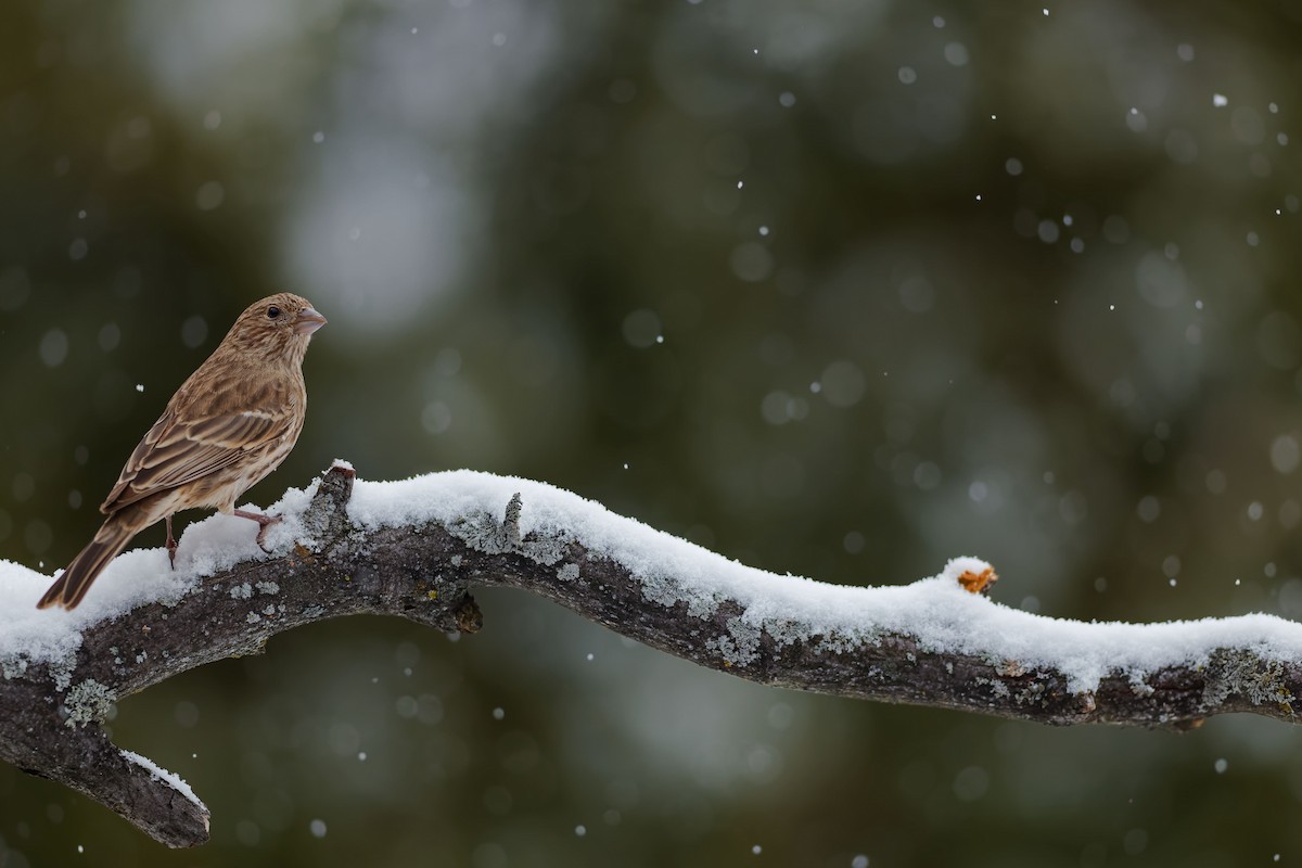 House Finch - ML646727530