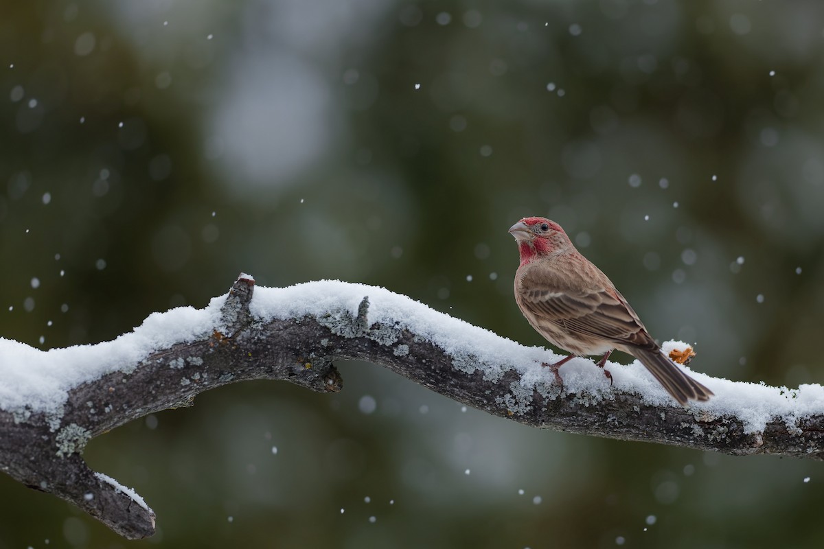 House Finch - ML646727531