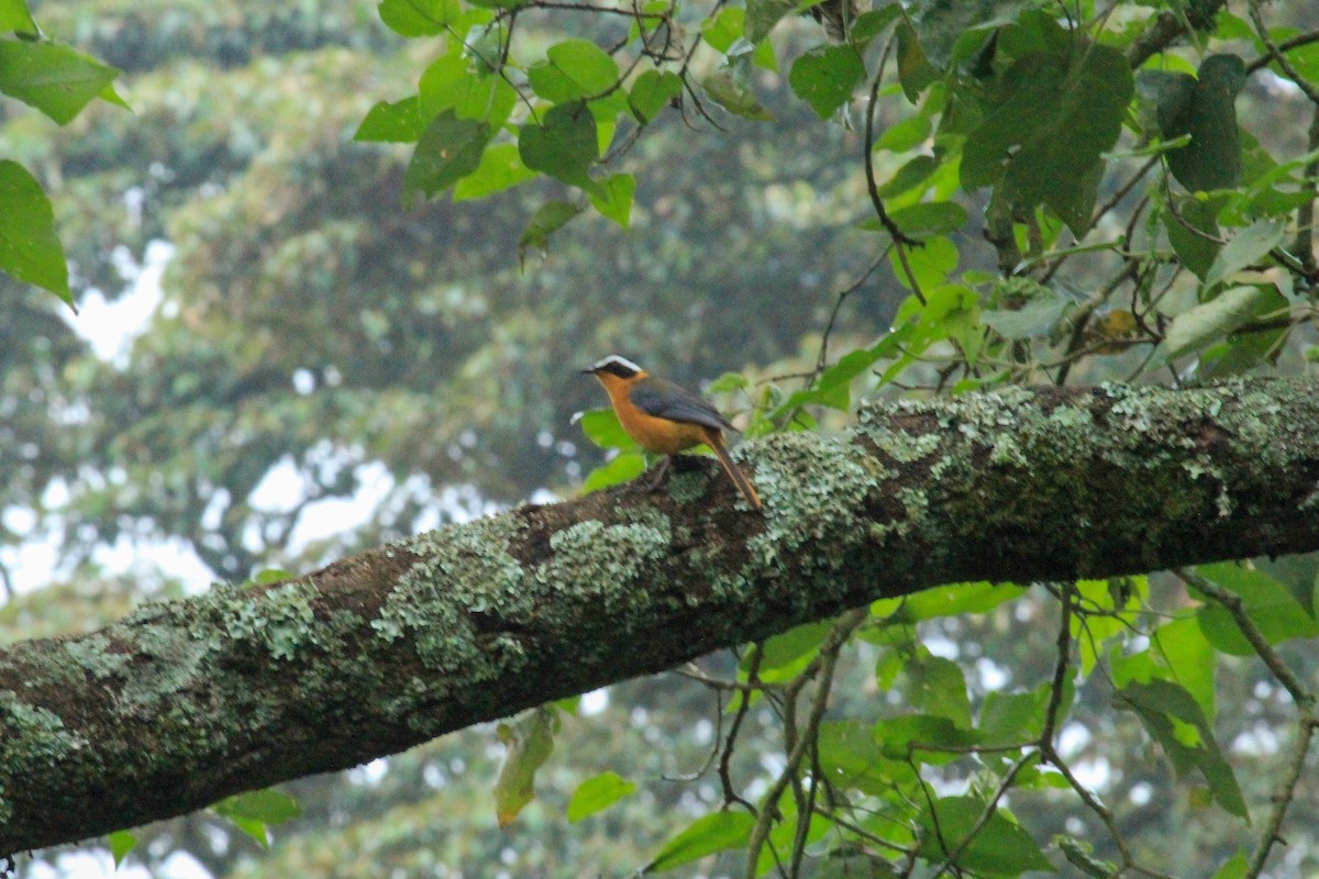White-browed Robin-Chat - ML646727540