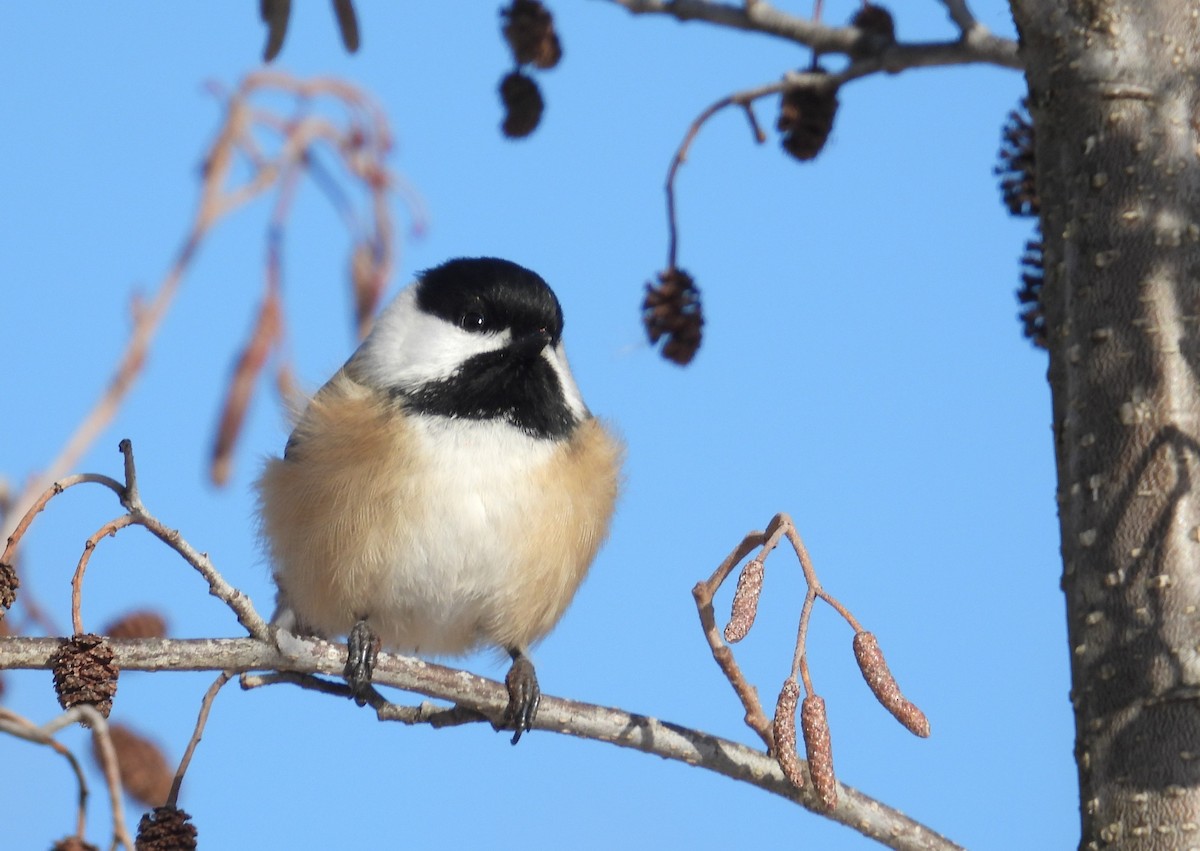 Black-capped Chickadee - ML646727541