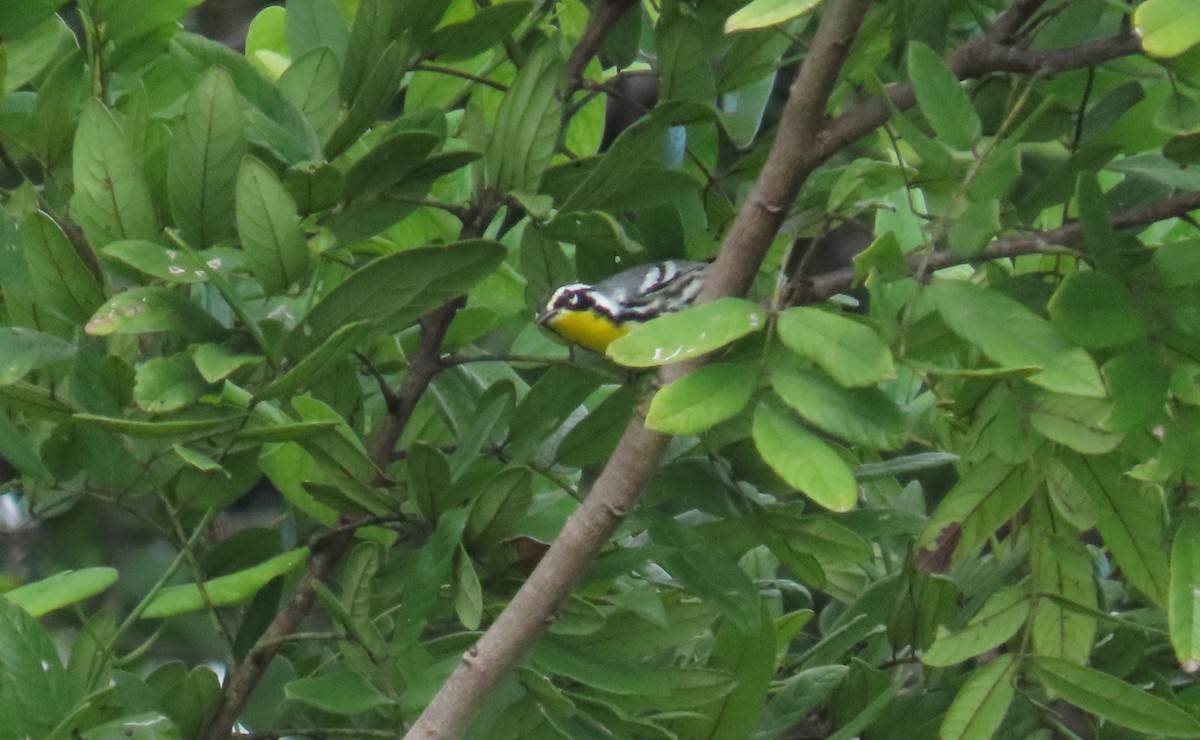 キノドアメリカムシクイ - ML646727542