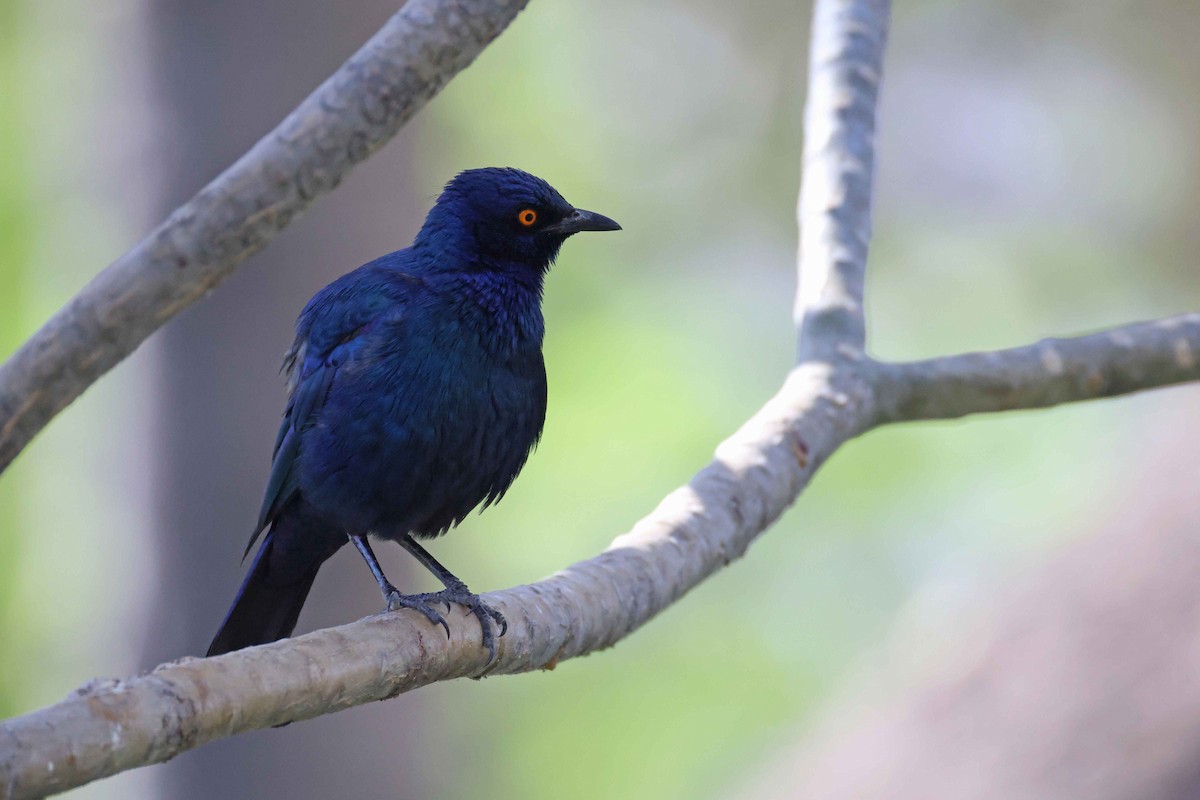 Cape Starling - ML646727543