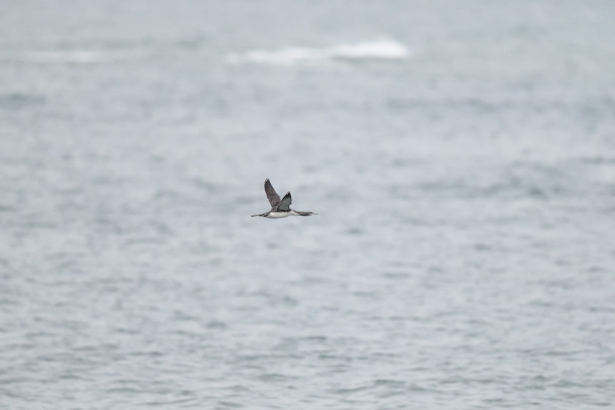 Sterntaucher - ML646727544