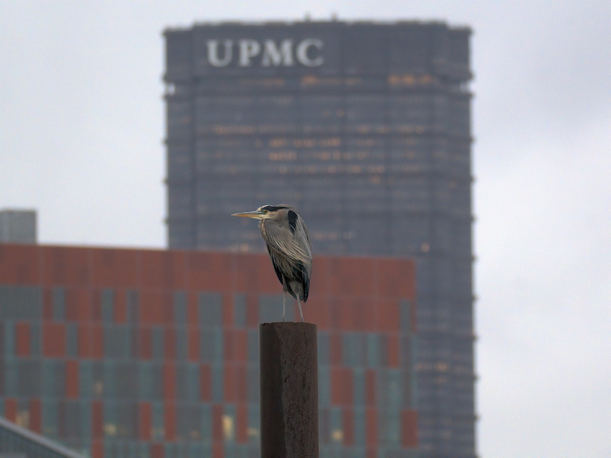 Great Blue Heron - ML646727545