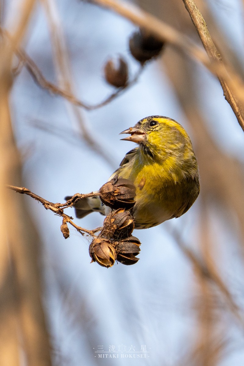 Eurasian Siskin - ML646727546
