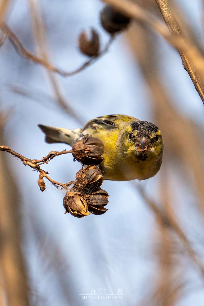 Eurasian Siskin - ML646727547