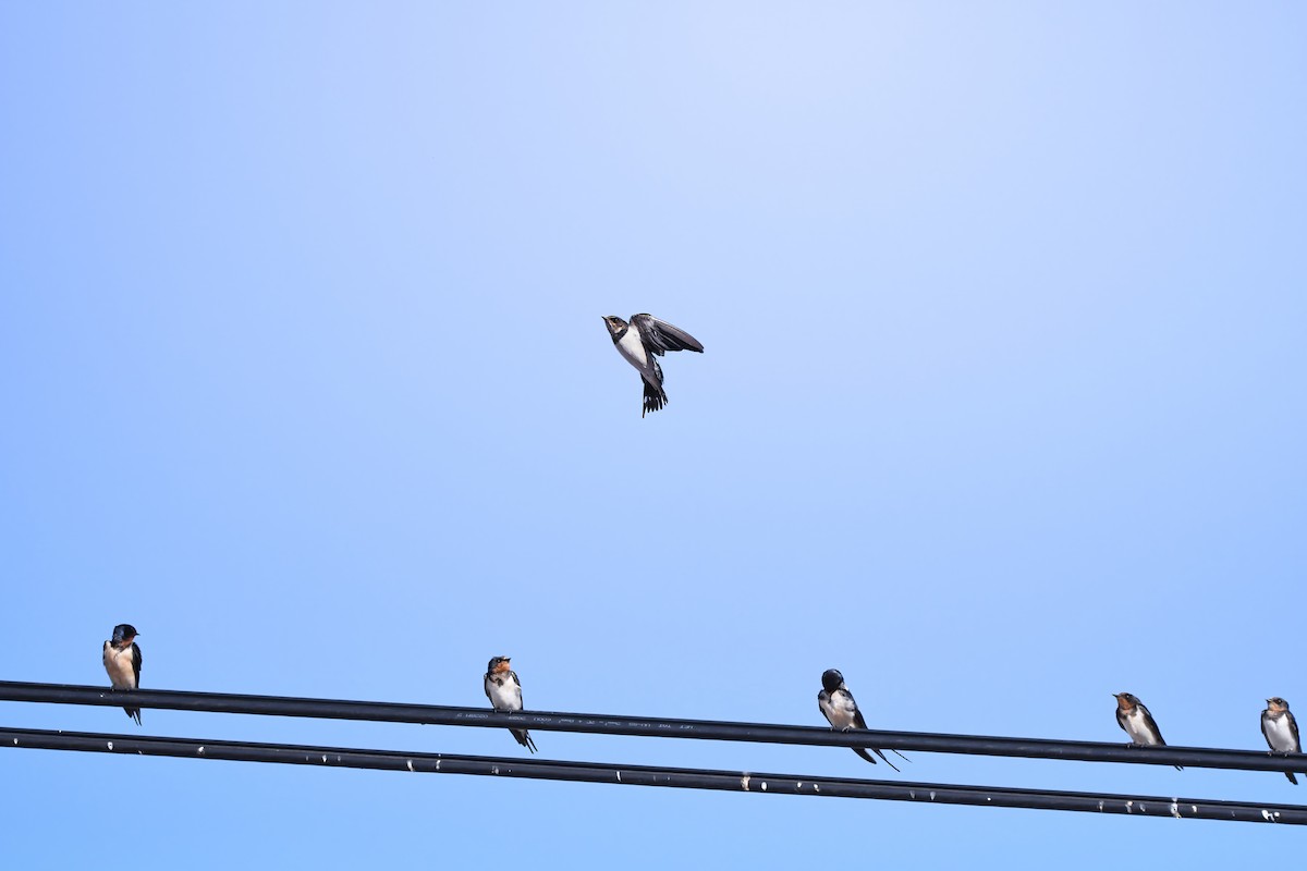 Enara arrunta - ML646727549