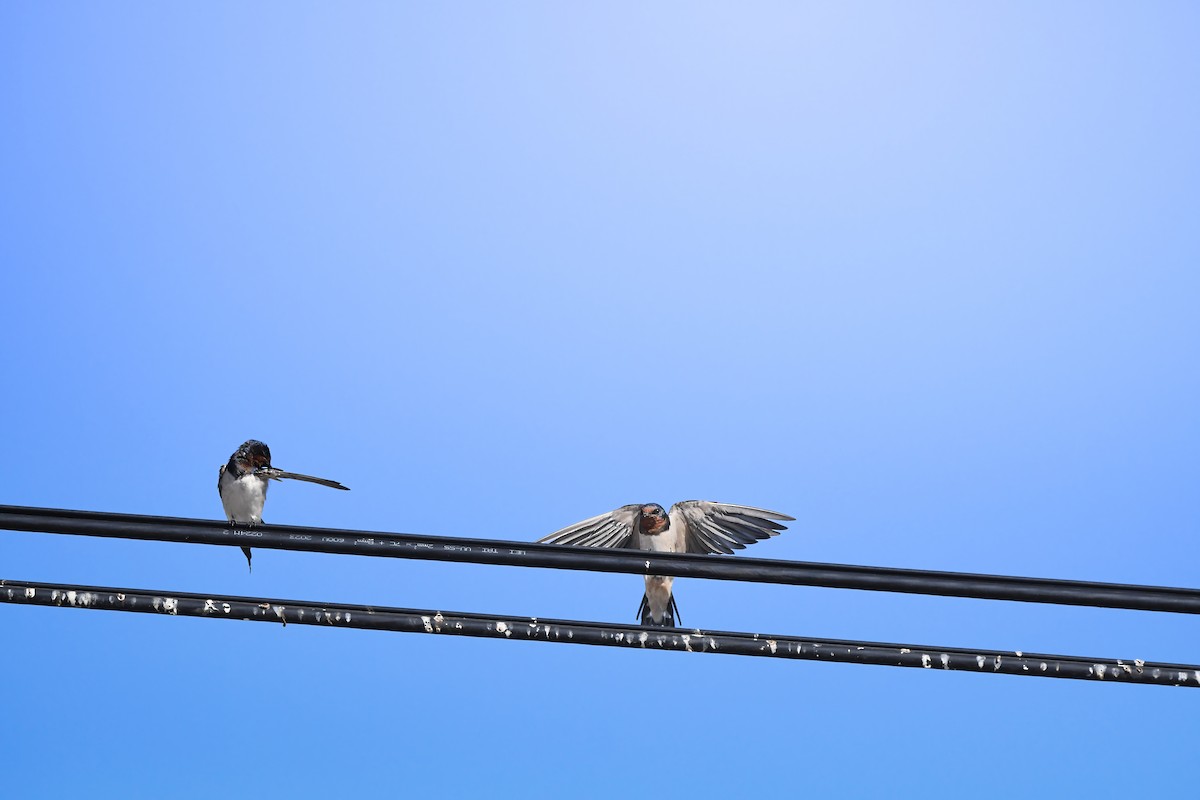 Enara arrunta - ML646727550