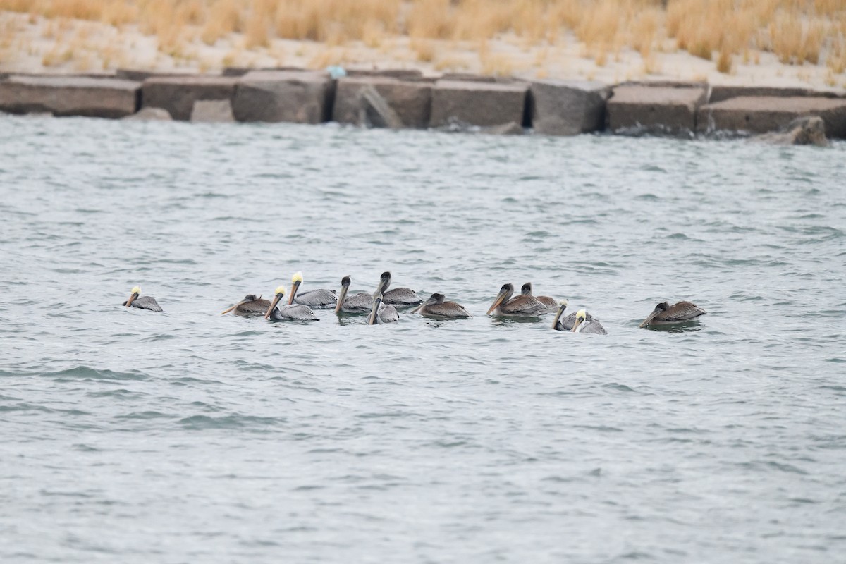 Braunpelikan - ML646727552