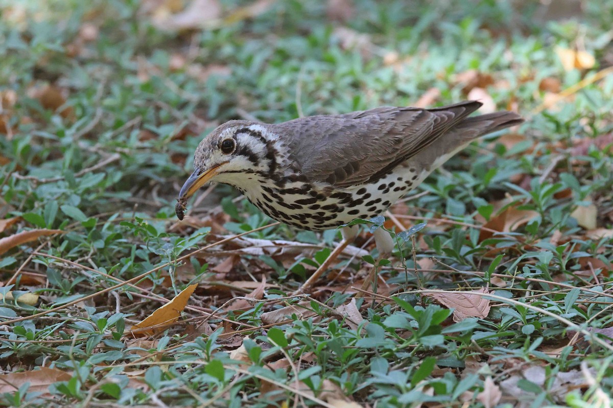 Groundscraper Thrush - ML646727553