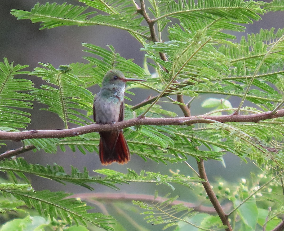 Rufous-tailed Hummingbird - ML646727554