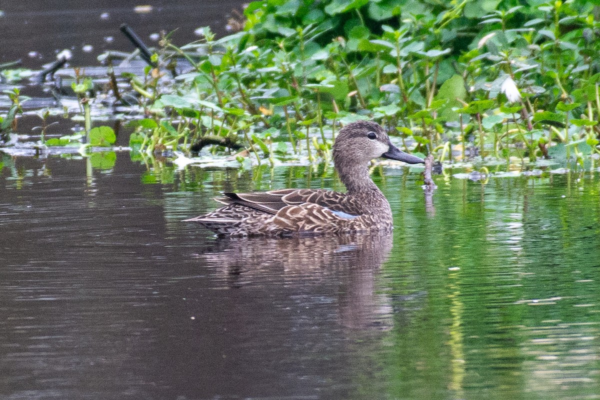 Blue-winged Teal - ML646727555