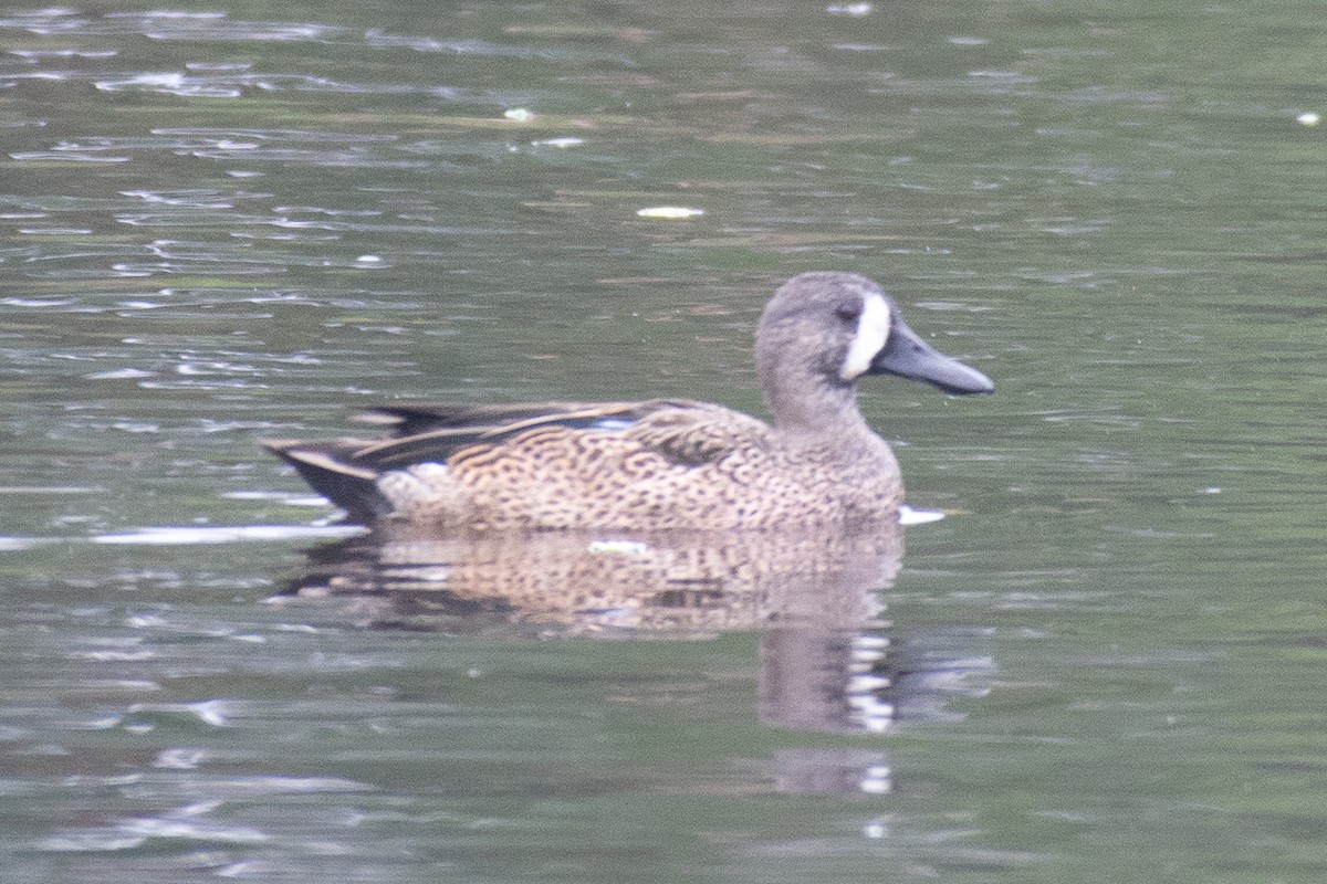 Blue-winged Teal - ML646727556