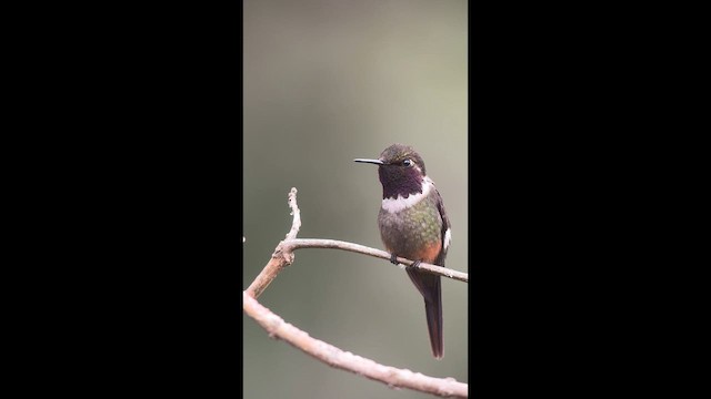 Purple-throated Woodstar - ML646727557