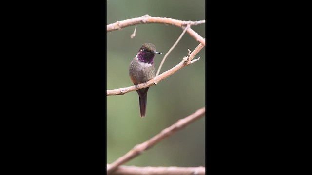 Purple-throated Woodstar - ML646727558