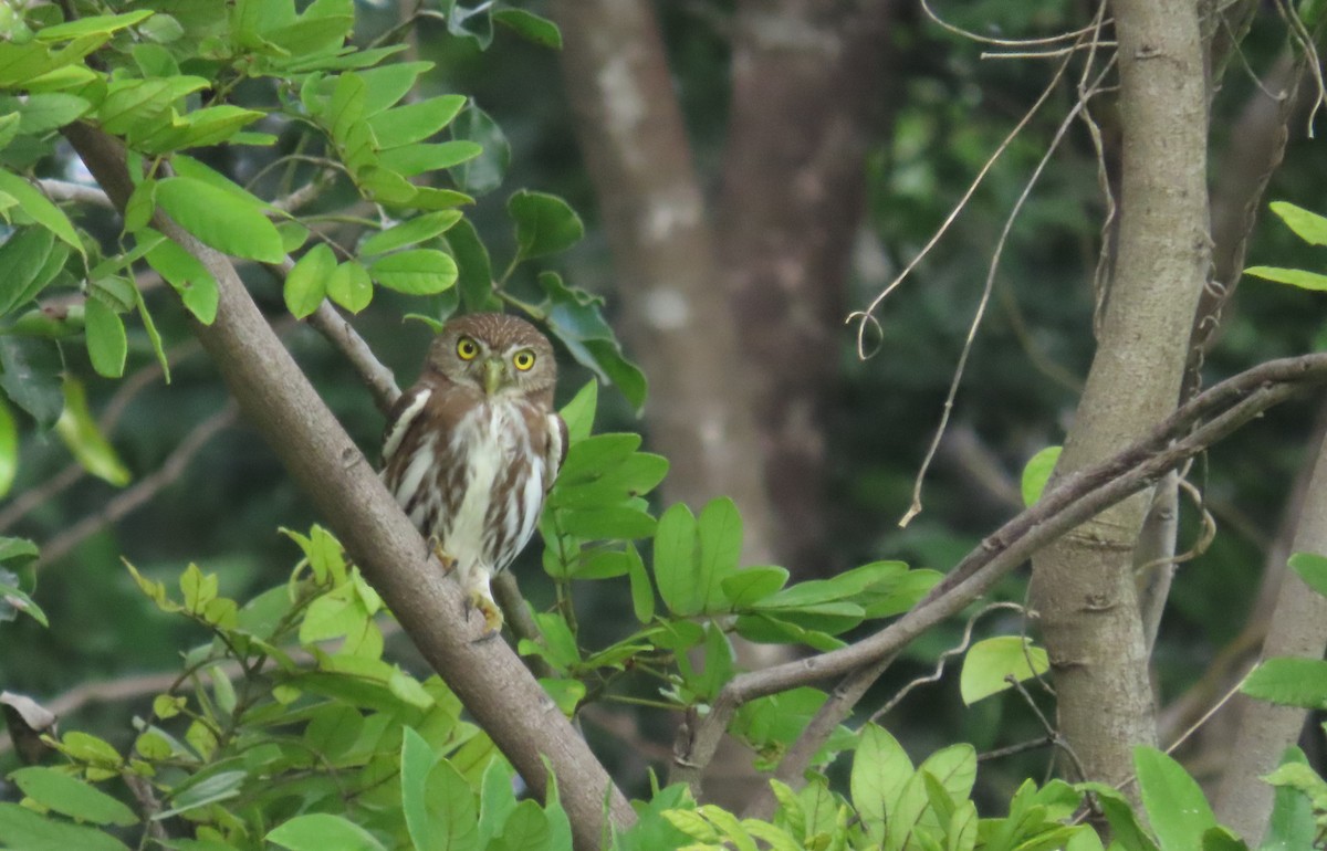 アカスズメフクロウ - ML646727559