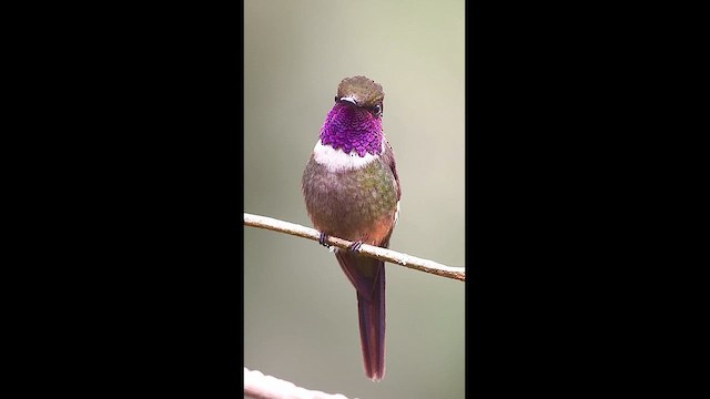 Purple-throated Woodstar - ML646727560