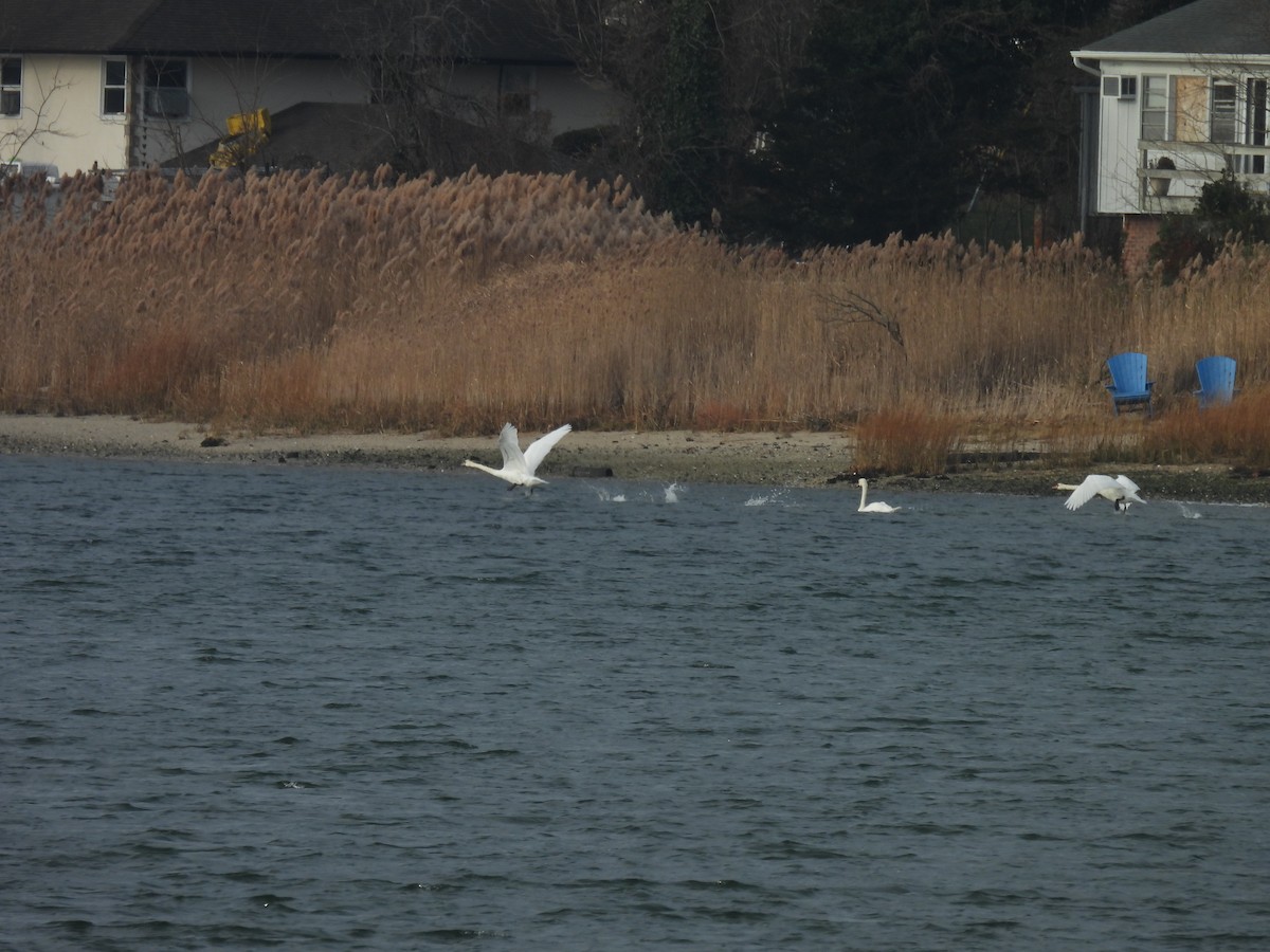 疣鼻天鵝 - ML646727561