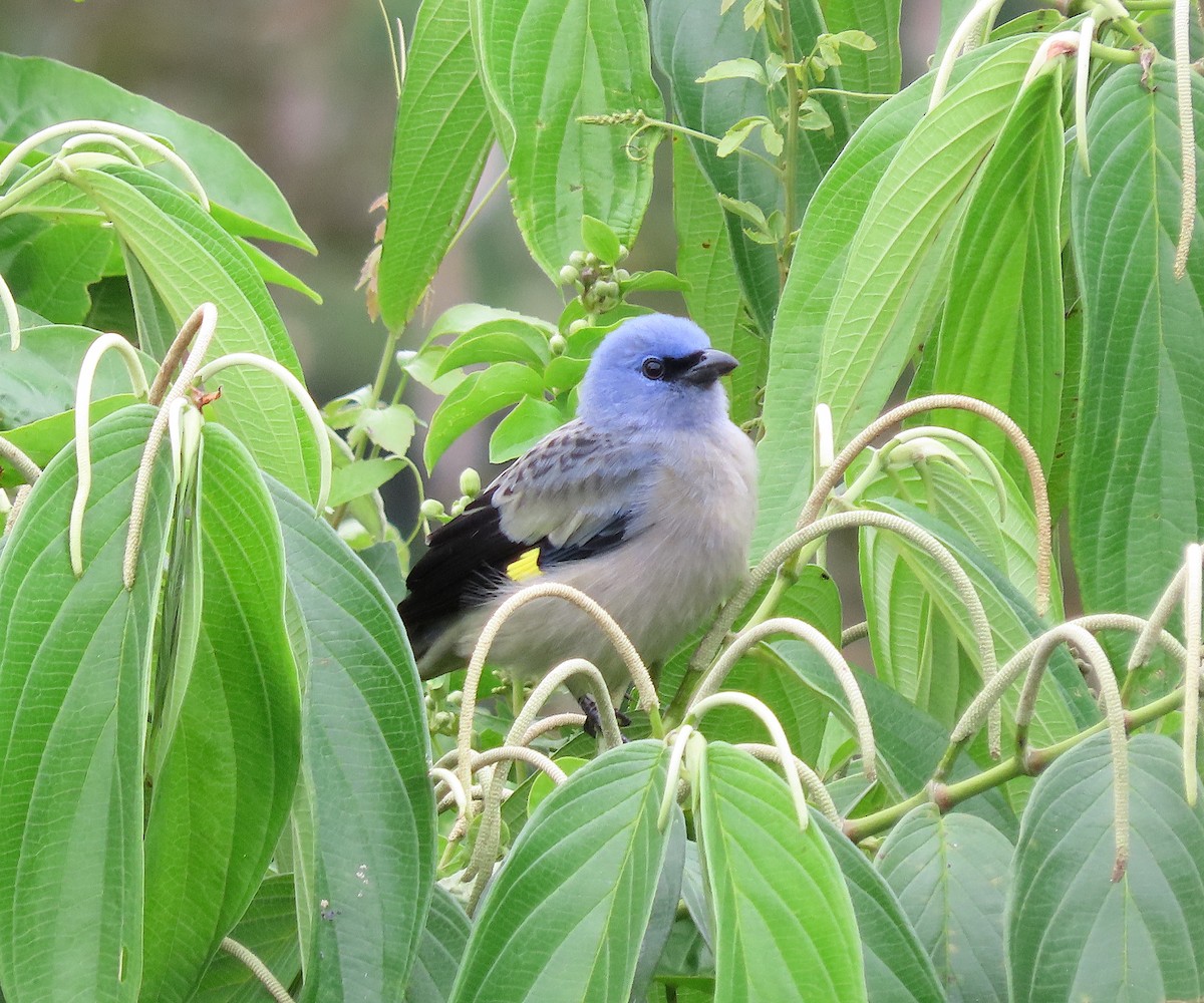 Yellow-winged Tanager - ML646727562