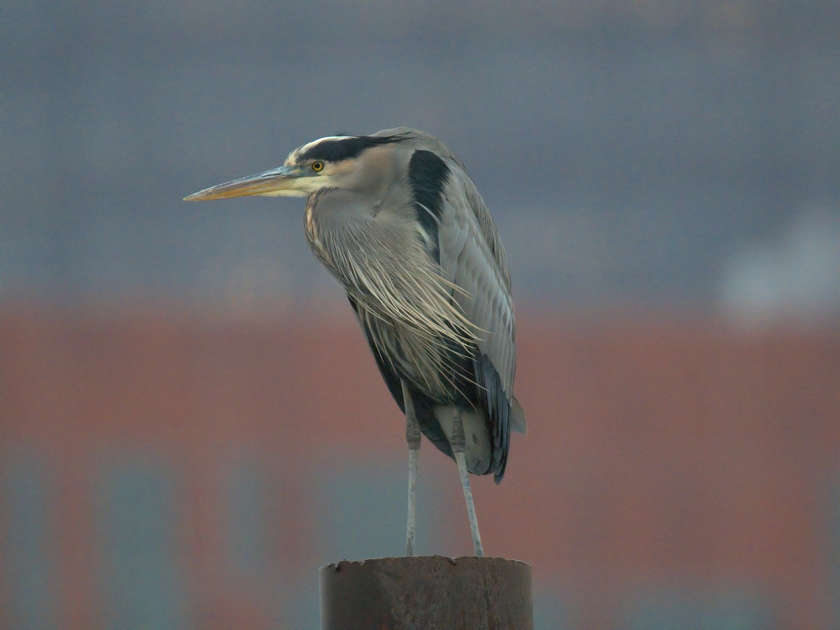Great Blue Heron - ML646727563