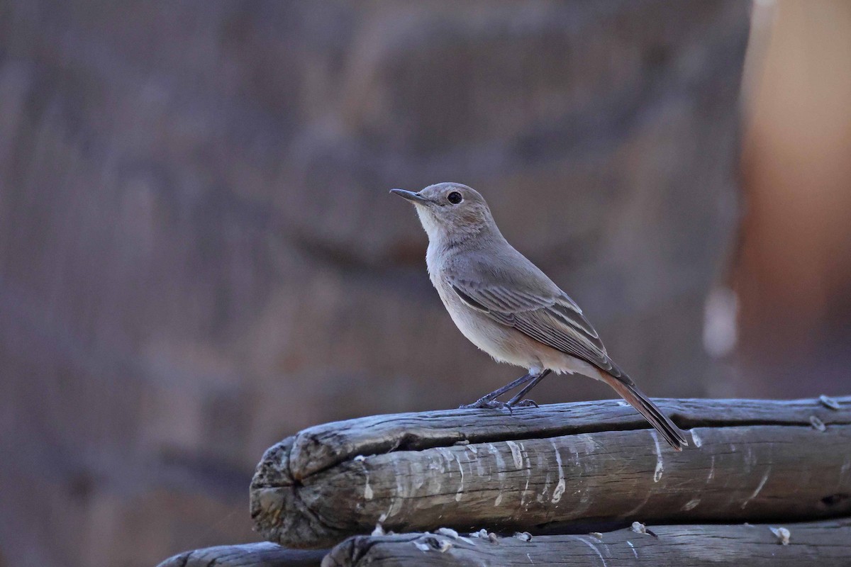 Familiar Chat - ML646727564