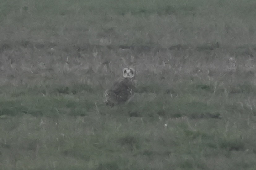 Short-eared Owl - ML646727565