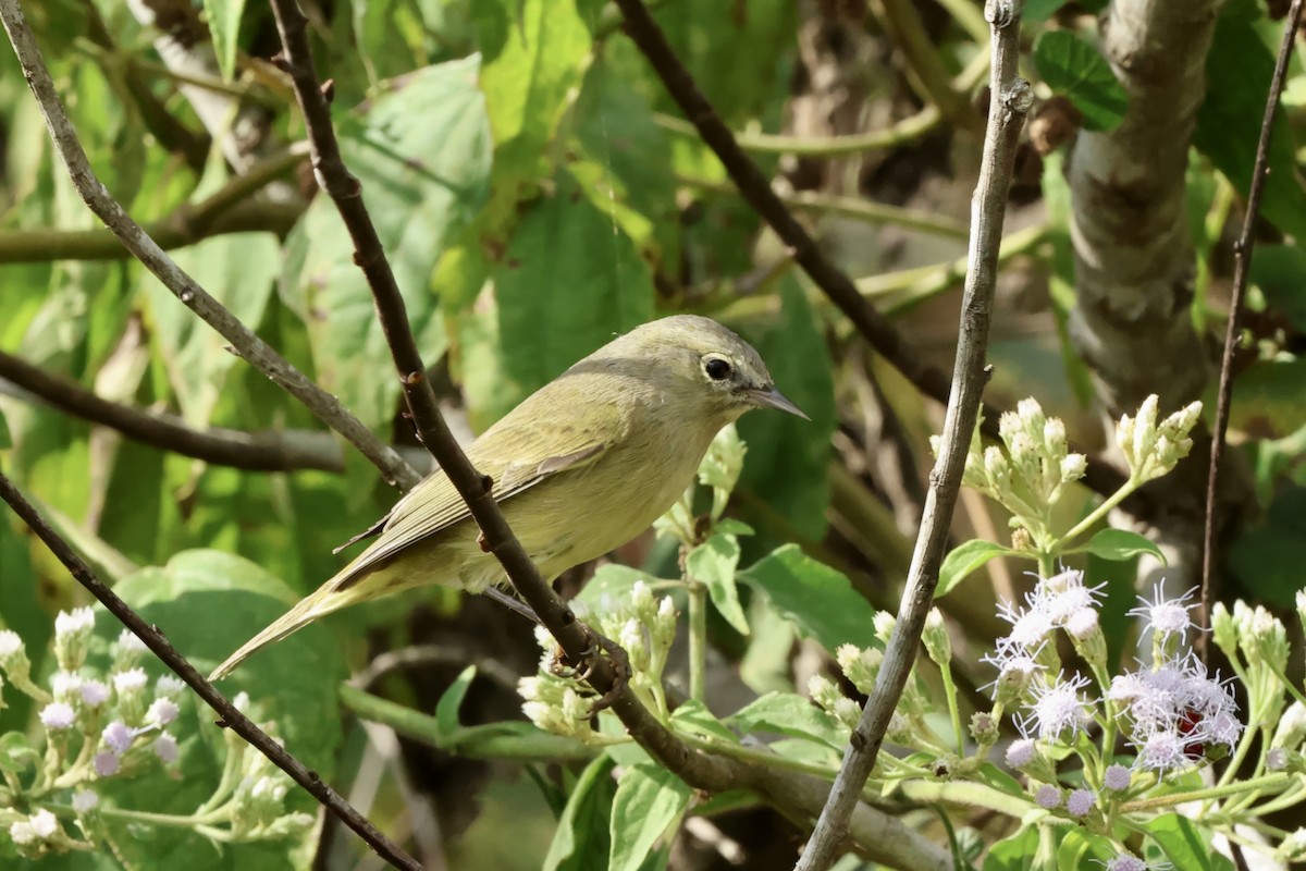 Orange-crowned Warbler - ML646727566